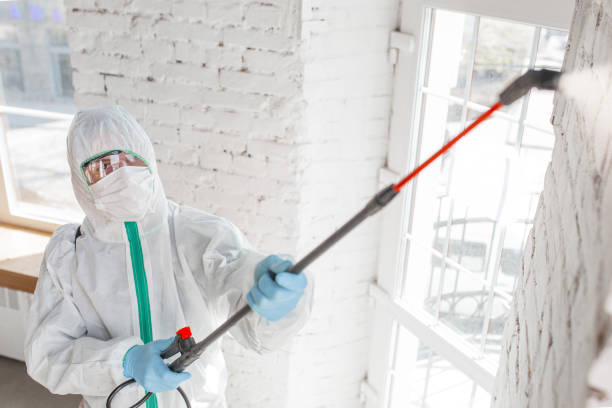 Best Basement Mold Removal  in Baxter Village, SC