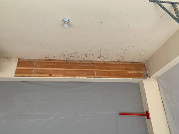 Best Forensic Mold Investigation  in Baxter Village, SC